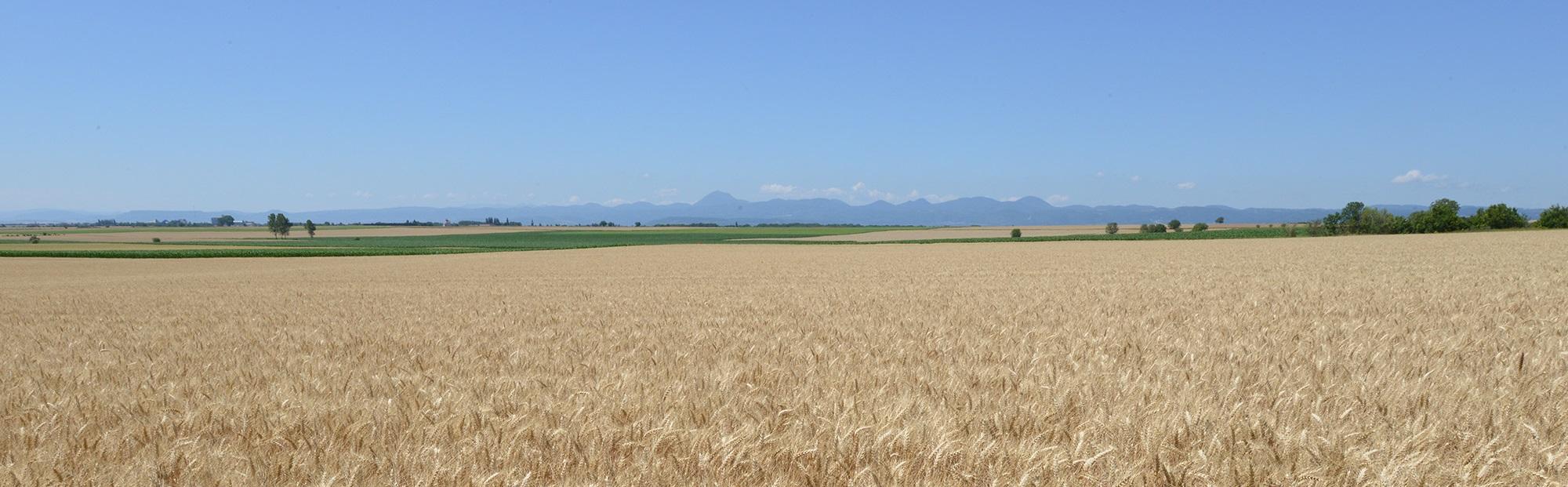 Champs de blé Limagne Chaîne des Puys
