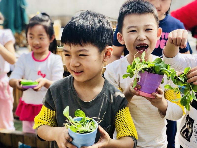 Écoliers culture des plantes