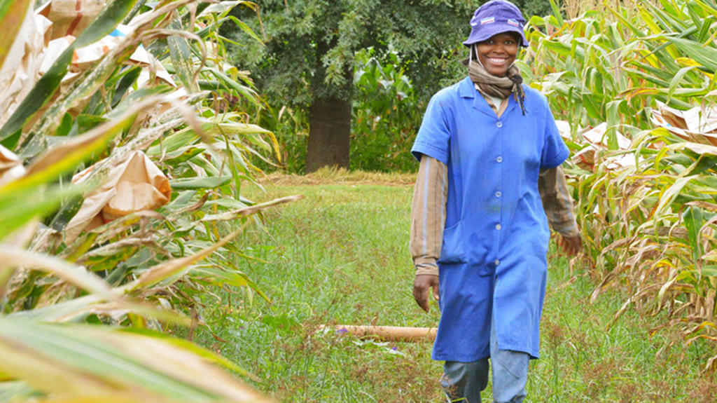 Limagrain en Afrique :  un développement au plus près des attentes des agriculteurs